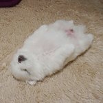 [댓글부탁해] 컨실러 추반 해주라!!!!!