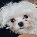 <b>울집</b> 댕댕이 뭐가 나을낀