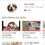 <b>견종</b> 뭔지 알려줄분