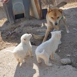 추운 겨울 뜬장에서 시작된 아기 강아지 <b>다섯</b>의 삶