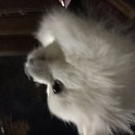 [댓글부탁해] +)나 작년에 강아지 <b>산책</b> 갔다가 개쪽 당함