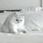 [댓글부탁해] 고양이 키우는 애들중 알레르기 있는 사람