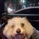 [강아지] 누더기 말티푸 소식