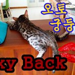 [고양이] 뱅갈고양이 <b>궁둥이</b>의 매력