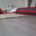 나의 동거묘 <b>도칠</b>이의 봄맞이 일상들.