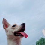 [강아지] <b>보들</b>이 콩순이 2탄!