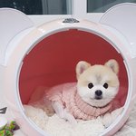 [또치<b>재희</b>동] 우리집 네마리 강아지들 10