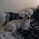 [이것좀봐줘] 도봉구 <b>창동</b>주공17단지에서 잃어버린강아지 찾아요