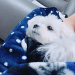 우리 말티즈 외모..충격 실화? 2탄