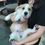 [강아지] 강아지 <b>윙크</b>하는 사진 ㅠㅠㅠ