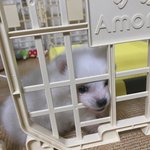 오늘 강아지 데려왔는데