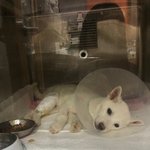 [강아지] 4개월 꼬마 좀 도와주세요