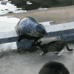 냥냥<b>펀치</b>