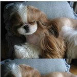 이 강아지 <b>슈돌</b> 나은이 닮지 않음??