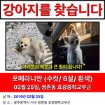 [꼭봐주세요] 광주<b>서구</b>쌍촌동 강아지를찾습니다