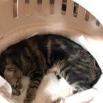 [개깊은빡침] 고양이 중성화후 마취쇼크