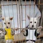 [강아지] <b>이사</b>가며 버림받은 자매