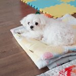 우리집 강아지 <b>목욕</b> 후 ㅎㅎ