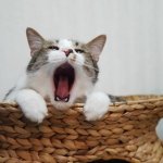 [고양이] <b>형제</b>냥냥이 토깽이와 너굴이쫌 보고가세요~