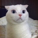 [고양이] <b>먼치킨</b> 옹옹이에요~