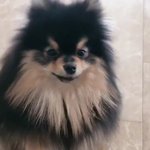 [방탄소년단] <b>연탄</b>이 주인