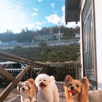 [강아지] 내새끼 <b>차우차우</b> 두번째!!^^