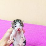 [고양이] <b>요미</b>의 성장기 구경하세요^_^