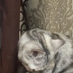 [드루와] <b>울집</b> 고양이 그루밍하고있는데 ㅋㅋㅋ