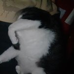 [고양이] +추가)안겨서 자는 고양이 키우는 사람?