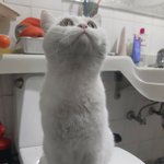 [댓글부탁해] 우리고양이 밖에 나갔다가 <b>노숙</b>자꼴로 들어왔음ㅜㅜ