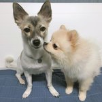 [강아지] 뭉이뭉치 2탄~~!
