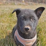 <b>완두</b>/진도/남아/2개월    *체구가 작은 <b>완두</b>예요.