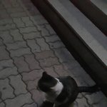 고양이 <b>귀여</b>웡