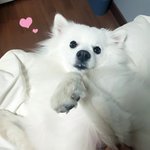 스피츠의 <b>모닝</b> 애교 보고가