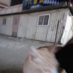 얘들아 길고양이가 밥을 안먹고 똥을 먹음..