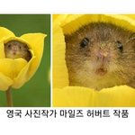 [댓글부탁해] 아 얘좀봐 개<b>귀여</b>웡..