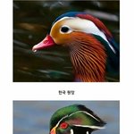 [댓글부탁해] 요즘 일본이 <b>k뷰티</b> 조카 베끼던데