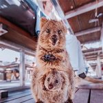 25시간의 비행 끝에 만난 '<b>쿼카</b>'