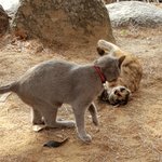 [고양이] 콩이와 흰둥이_길냥이들 딩굴~딩굴