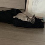 아니 나 염색하느라 <b>비닐</b>로 머리 감쌌는데