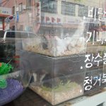 [드루와] 길다가 햄스터 봤는데