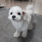 [강아지] 우리집 귀여운애