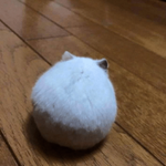 [댓글부탁해] 너네 <b>샴푸</b> 얼마짜리씀?