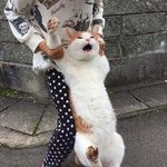 [조언부탁해] <b>마카롱</b> 잘 아는 사람