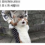 [방탄소년단] 이삐들이 가장 좋아하는