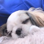 [강아지] 강아지 자랑글 2