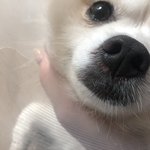 강아지 피부가ㅠㅠ