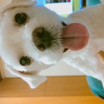 반려견을 떠나보내며..