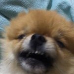 우리<b>강아지</b> 역대<b>급</b> 못생긴 사진 찍힘