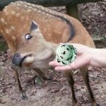 [댓글부탁해] 클리오 <b>광채</b>쿠션 써본사람